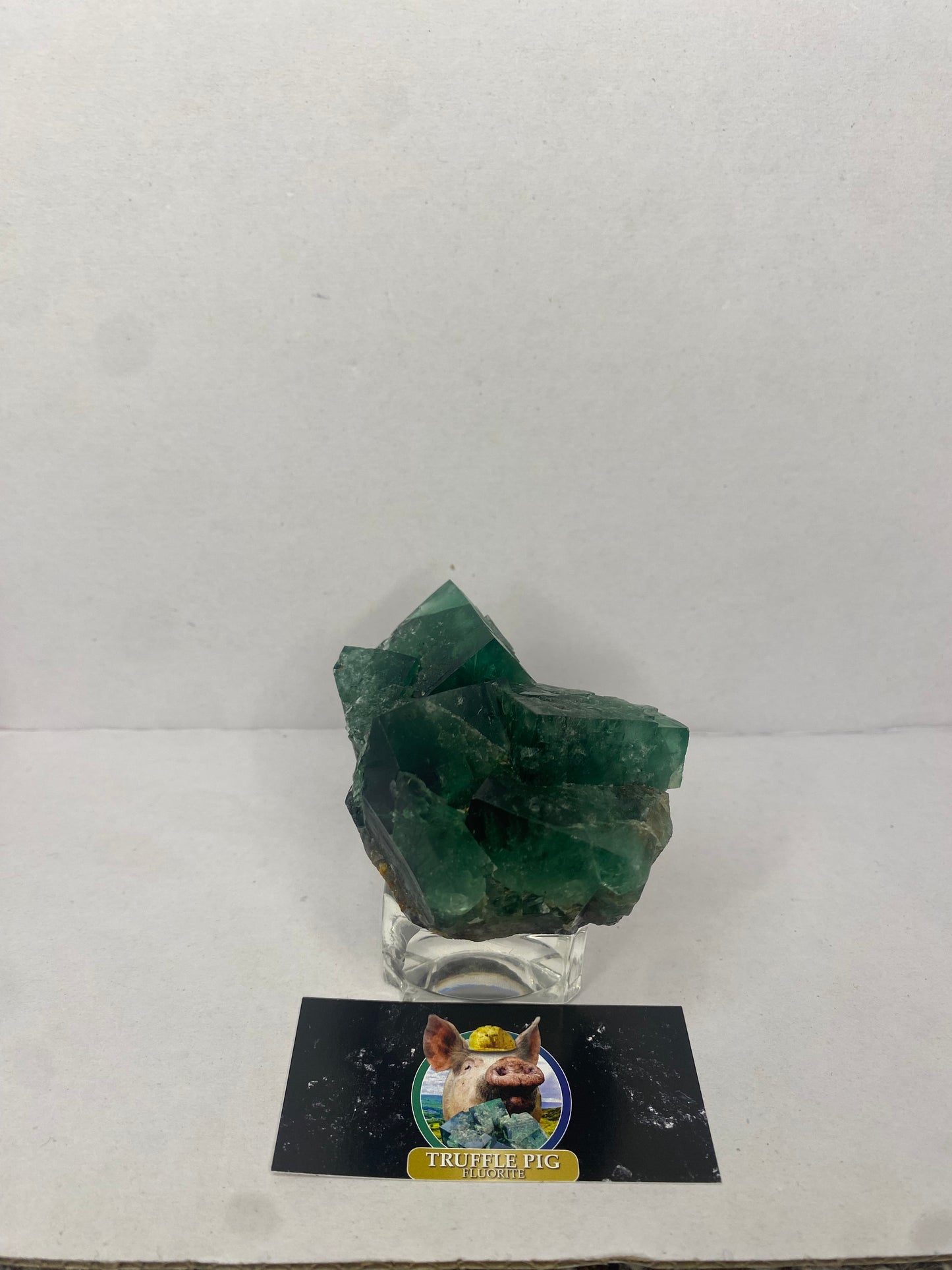 Truffle pig Fluorite - Diana Maria (black box)