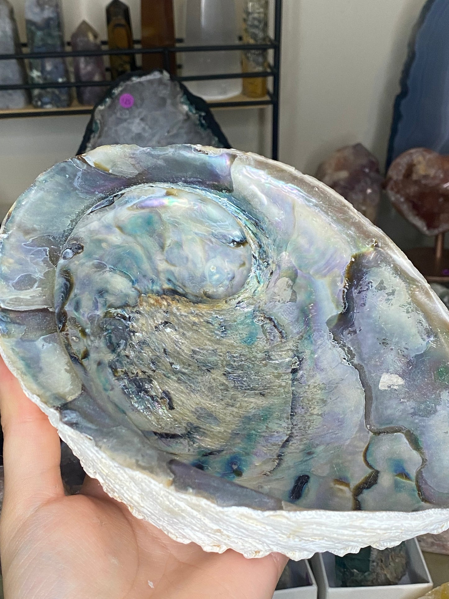 Shell bowl